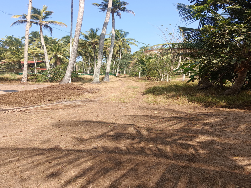  Residential Plot 1 Acre for Sale in Haripad, Alappuzha