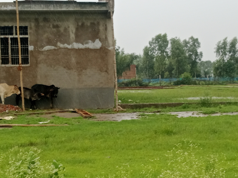  Residential Plot 1000 Sq.ft. for Sale in Kisan Path, Lucknow