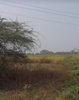  Agricultural Land for Sale in Bodeli, Vadodara