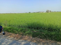 1 BHK Farm House for Sale in Hastinapur, Meerut