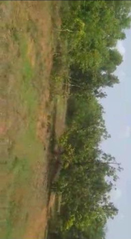  Agricultural Land for Sale in Vengurla, Sindhudurg