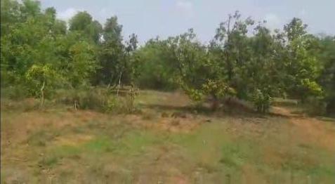  Agricultural Land 95 Guntha for Sale in Vengurla, Sindhudurg