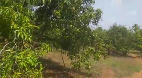  Agricultural Land 95 Guntha for Sale in Vengurla, Sindhudurg