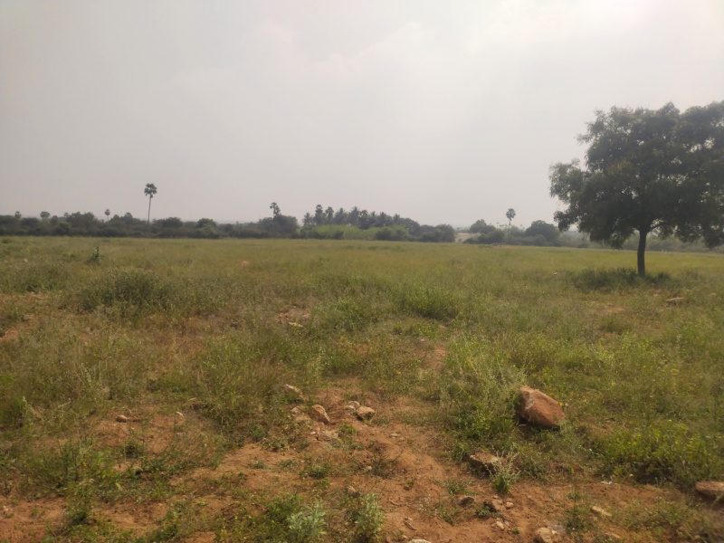  Agricultural Land 10 Acre for Sale in Thanthoni, Karur