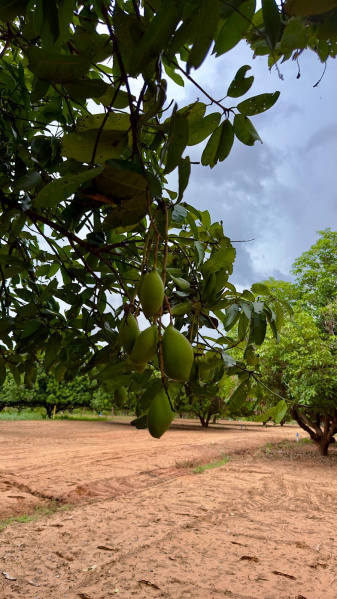  Agricultural Land 1 Cent for Sale in Alagar Kovil Road, Madurai