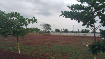  Residential Plot for Sale in Pamarru, Vijayawada