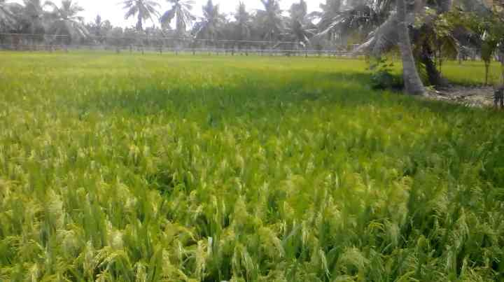  Agricultural Land 4 Acre for Sale in Amalapuram, East Godavari