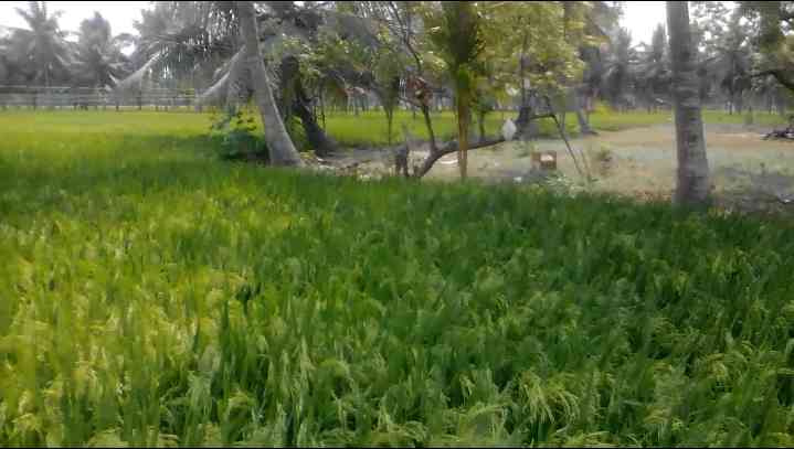 Agricultural Land 4 Acre for Sale in Amalapuram, East Godavari