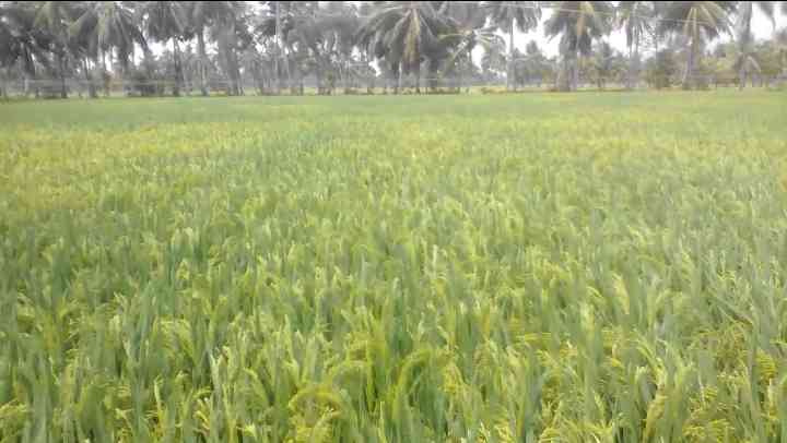  Agricultural Land 4 Acre for Sale in Amalapuram, East Godavari