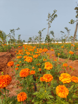  Agricultural Land for Sale in Madurantakam, Kanchipuram