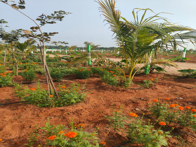  Agricultural Land 9600 Sq.ft. for Sale in Madurantakam, Kanchipuram