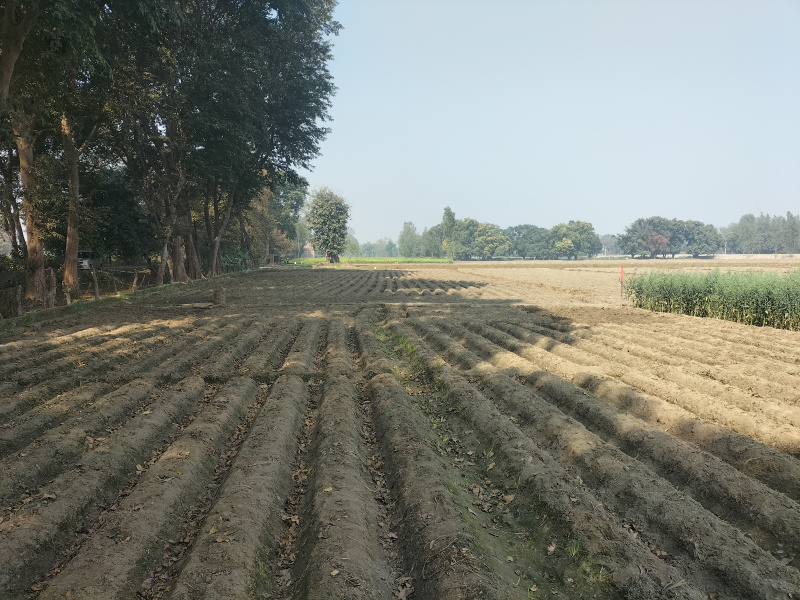  Agricultural Land 30000 Sq.ft. for Sale in Masauli, Barabanki