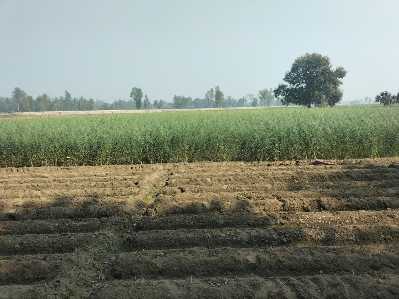  Agricultural Land 30000 Sq.ft. for Sale in Masauli, Barabanki