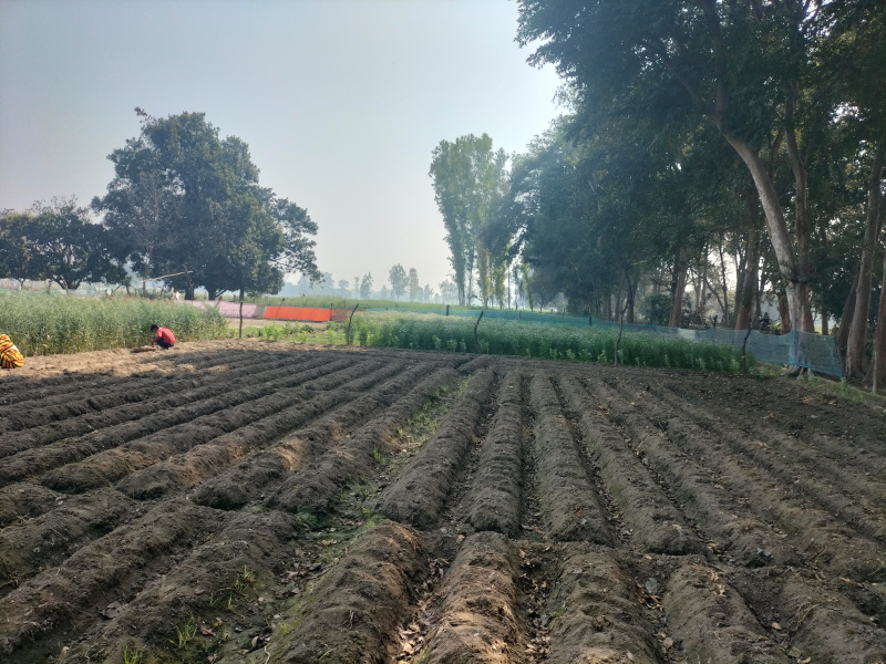  Agricultural Land 30000 Sq.ft. for Sale in Masauli, Barabanki