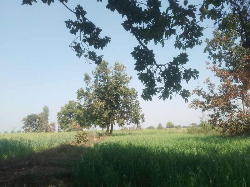  Agricultural Land 100 Acre for Sale in Mahroni, Lalitpur