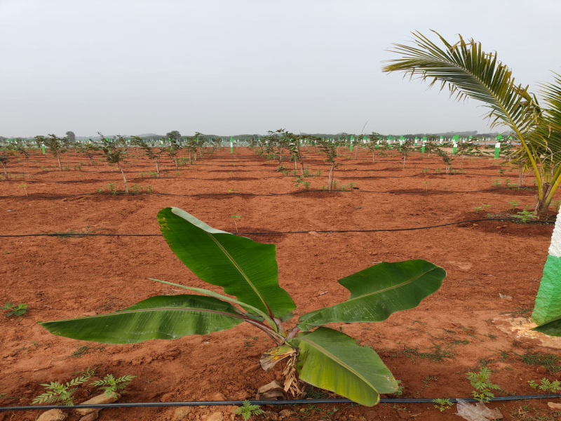  Agricultural Land 9600 Sq.ft. for Sale in Madurantakam, Kanchipuram