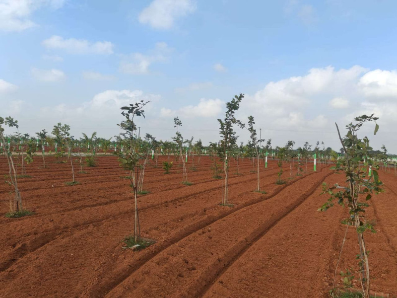  Agricultural Land 9600 Sq.ft. for Sale in Madurantakam, Kanchipuram