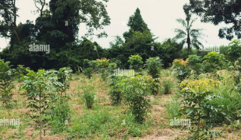  Agricultural Land 15 Biswa for Sale in Akbarpur, Ambedkar Nagar