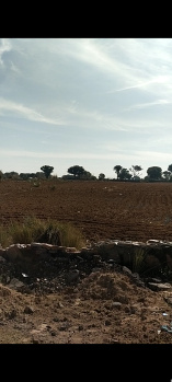  Agricultural Land for Sale in Reengus, Sikar