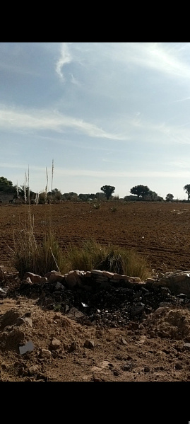  Agricultural Land 13 Bigha for Sale in Reengus, Sikar