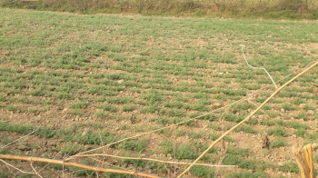  Agricultural Land for Sale in Chakar Nagar, Etawah