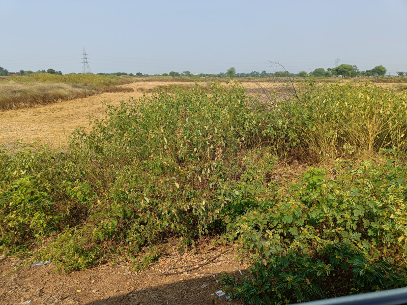  Agricultural Land 1 Acre for Sale in Kharora, Raipur