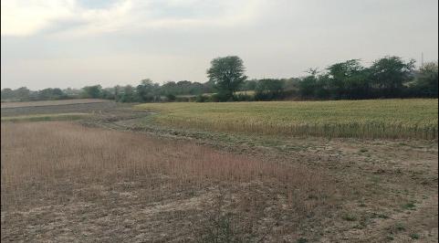  81 Bigha Agricultural/Farm Land for Sale in Keshoraipatan, Bundi