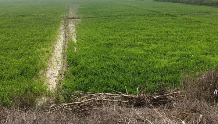  1800 Sq.ft. Residential Plot for Sale in Kyampur Bhediya, Kasganj