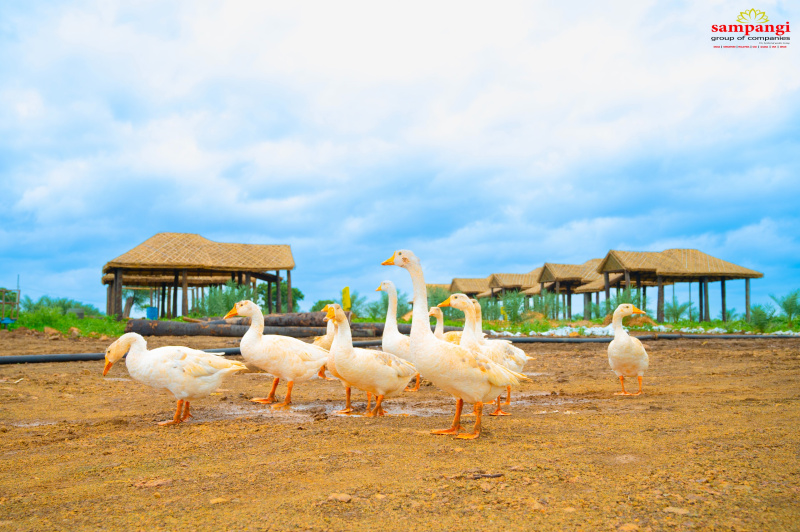  Agricultural Land 5445 Sq.ft. for Sale in Narayankhed, Sangareddy