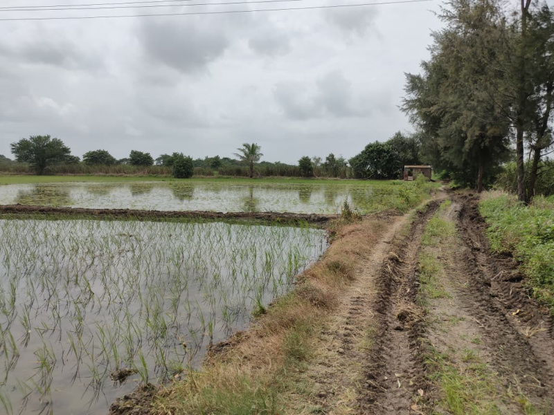  25 Bigha Agricultural/Farm Land for Sale in O.N.G.C. Colony, Ankleshwar