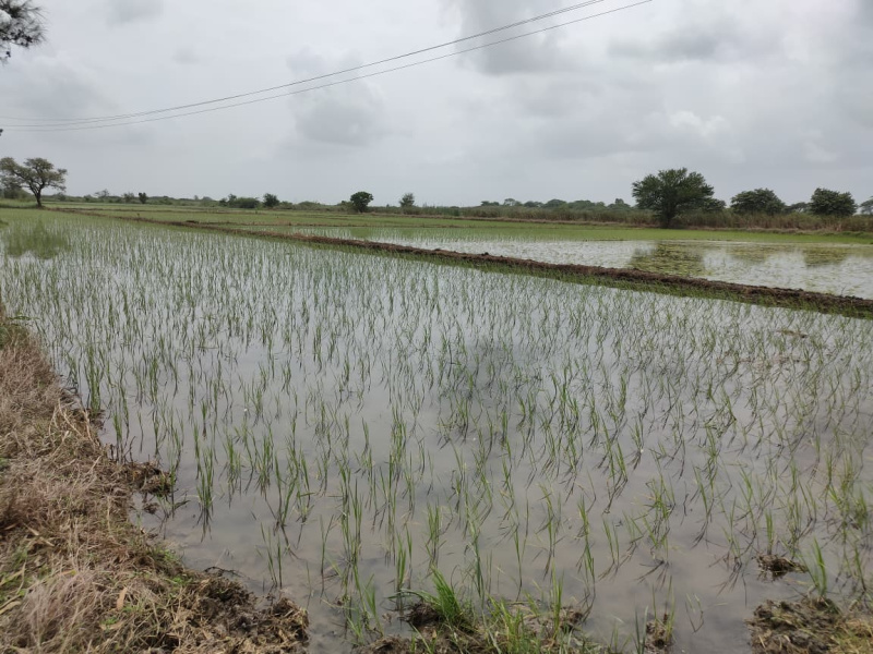  25 Bigha Agricultural/Farm Land for Sale in O.N.G.C. Colony, Ankleshwar