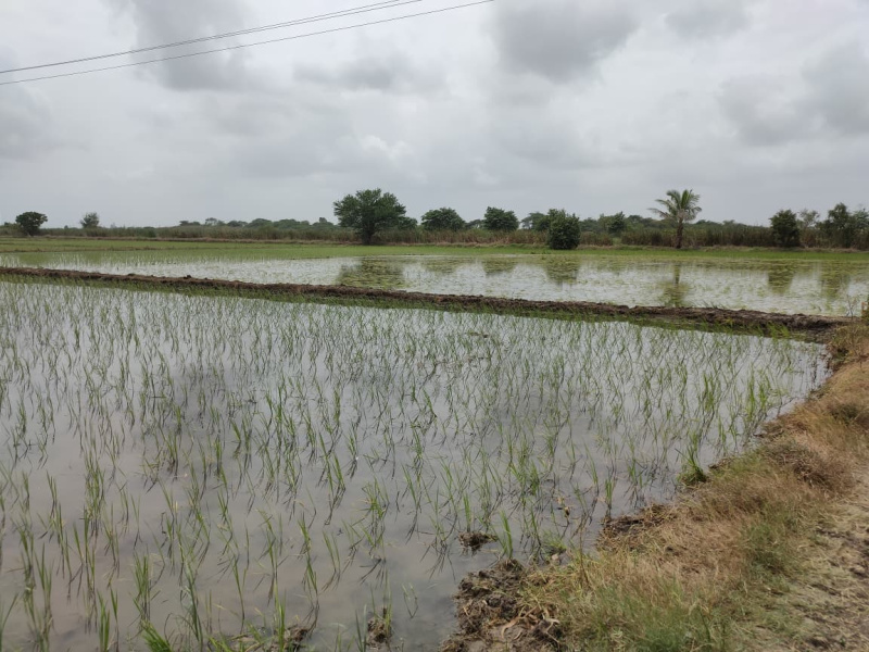  25 Bigha Agricultural/Farm Land for Sale in O.N.G.C. Colony, Ankleshwar
