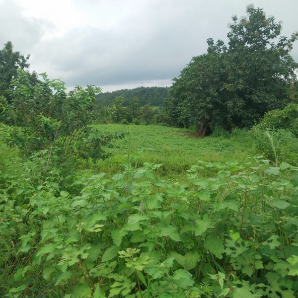  7 Acre Agricultural/Farm Land for Sale in Sudhagad, Raigad