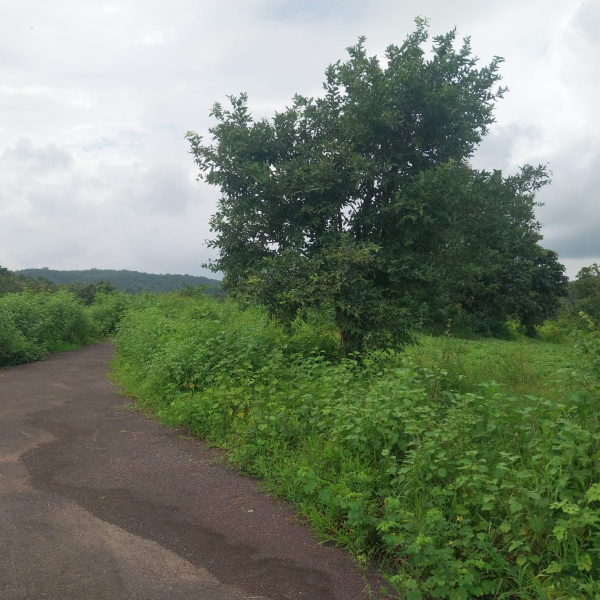  7 Acre Agricultural/Farm Land for Sale in Sudhagad, Raigad