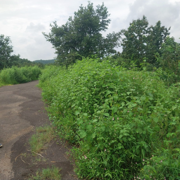  100 Guntha Agricultural/Farm Land for Sale in Karjat, Raigad