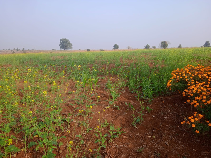  14 Acre Agricultural/Farm Land for Sale in Neral, Raigad