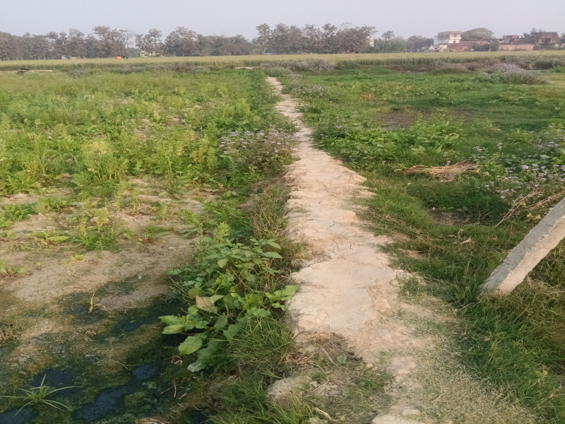  Agricultural Land 46500 Sq.ft. for Sale in Khajani, Gorakhpur