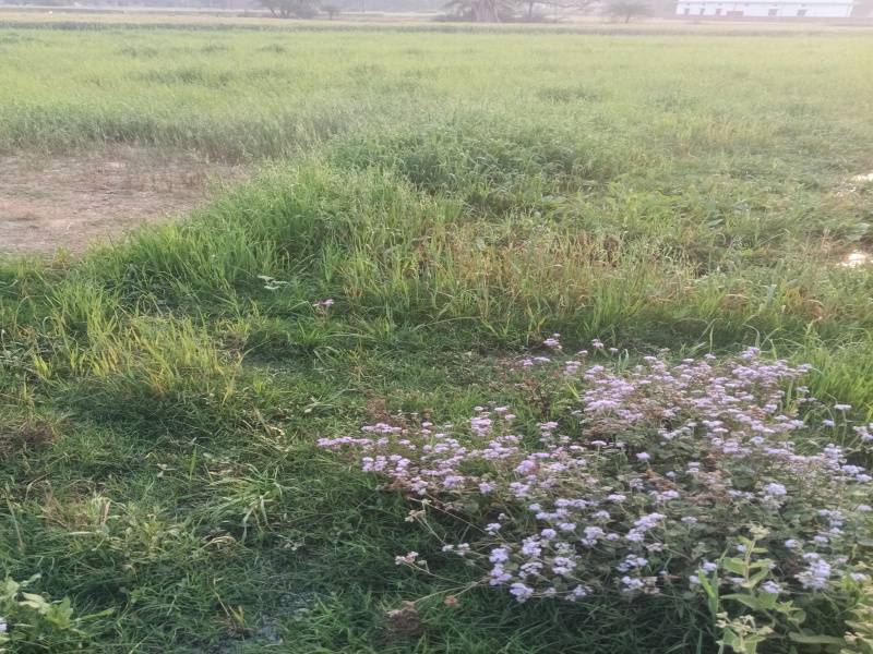  Agricultural Land 46500 Sq.ft. for Sale in Khajani, Gorakhpur