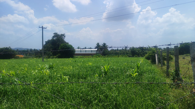  20 Acre Agricultural/Farm Land for Sale in Kelamangalam Road, Hosur