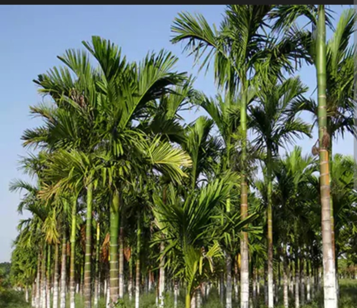  3 Ares Agricultural/Farm Land for Sale in Heggadadevana Kote, Mysore