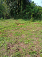  Agricultural Land for Sale in Thenkurissi, Palakkad