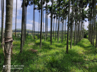  Agricultural Land for Sale in Channagiri, Davanagere