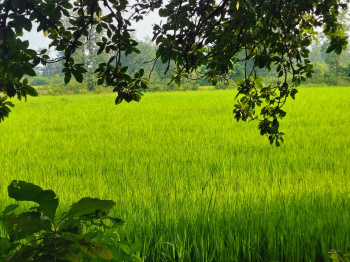  Agricultural Land for Sale in Kesinga, Kalahandi