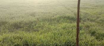  Agricultural Land for Sale in Laksar Road, Haridwar