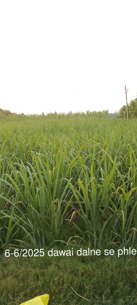  4 Bigha Agricultural/Farm Land for Sale in Laksar, Haridwar