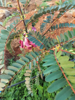  Penthouse for Rent in Talakondapally, Rangareddy