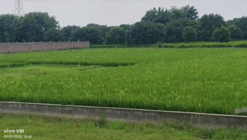 Aliganj, Bhagalpur photo 2