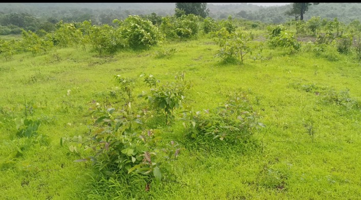  7 Acre Agricultural/Farm Land for Sale in Neral, Raigad