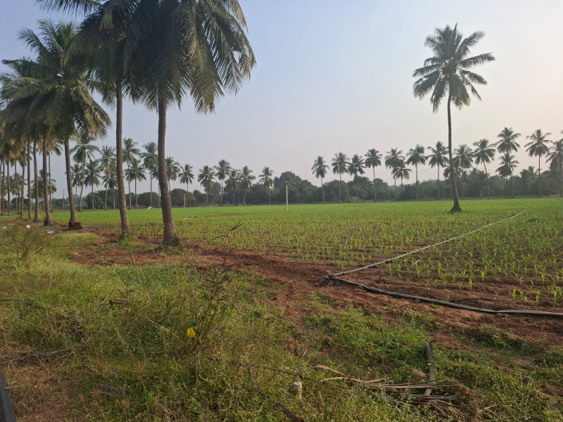  5 Acre Agricultural/Farm Land for Sale in Nuzvid, Krishna