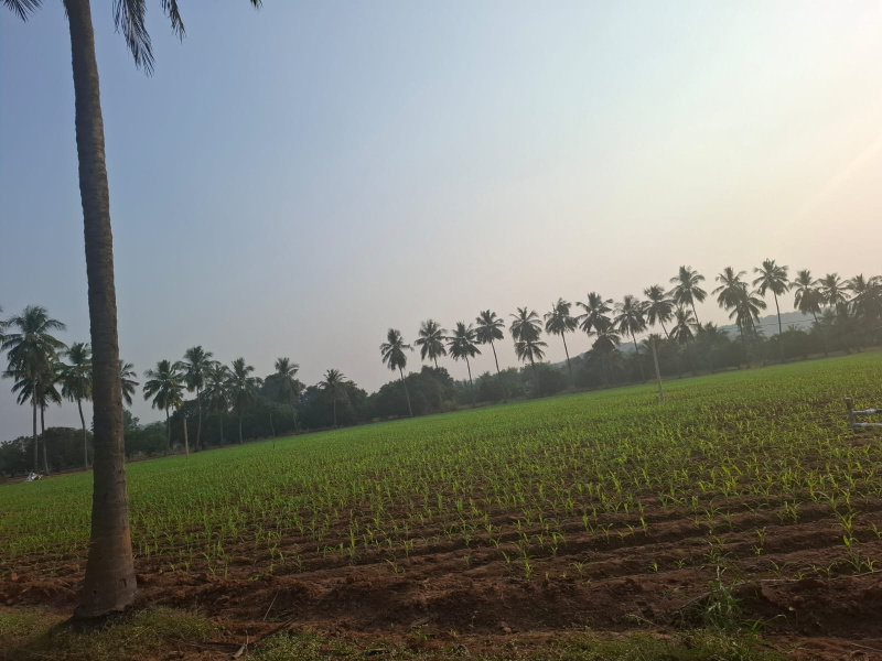  5 Acre Agricultural/Farm Land for Sale in Nuzvid, Krishna